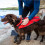 Спасательный жилет для собаки Red Original Dog PFD - XS