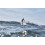 SUP доска Red Paddle Co Whip 8'10" x 29", 2019